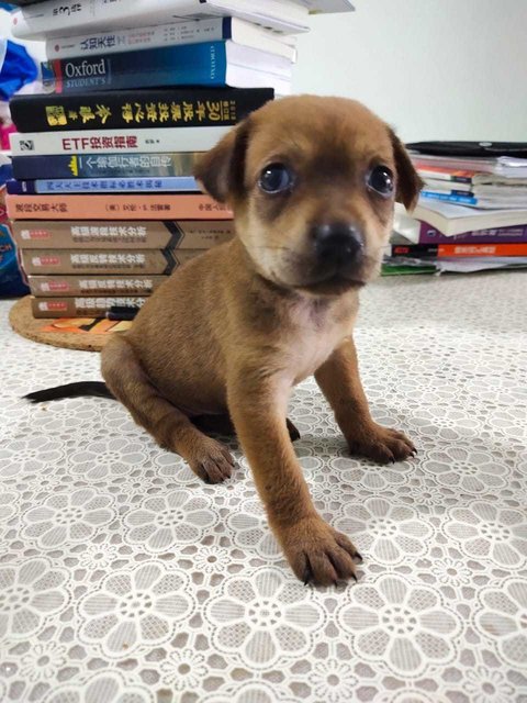Dogs Cats For Adoption And Sale In Malaysia Adopt Cute Puppies Kittens Or Foster Rescued Animals Petfinder My