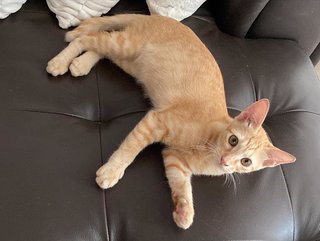 Sunkist - Domestic Medium Hair Cat