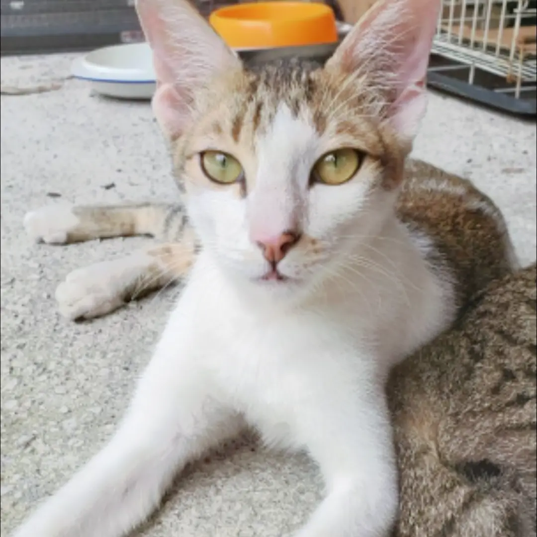 Pharoah - Domestic Short Hair Cat