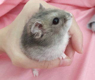 Sir  - Roborovsky's Hamster Hamster
