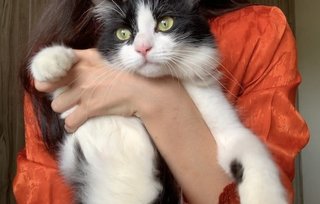 Sootie - Domestic Long Hair Cat