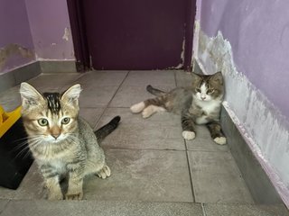Together: Smiggles & Loki - Domestic Medium Hair Cat