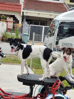 Oreo &amp; Kofi - Irish Setter Mix Dog