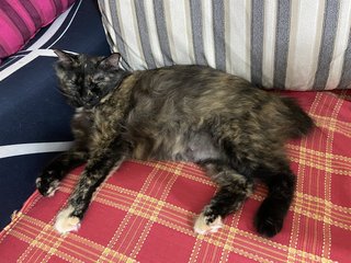 Munchy - Domestic Long Hair + Tortoiseshell Cat