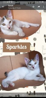 Sparkles - Domestic Short Hair Cat