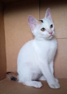Lumina  - Domestic Short Hair Cat