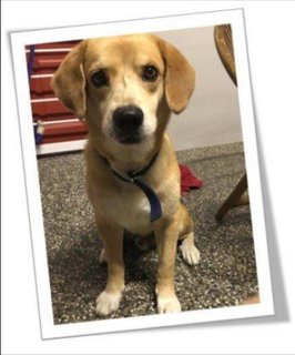 Ken - Mixed Breed Dog