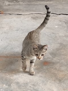 Adoption Segera - Domestic Short Hair Cat