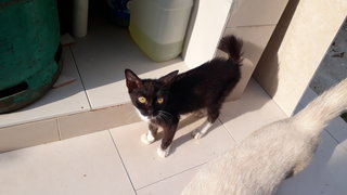 Lucky Black - Domestic Short Hair Cat