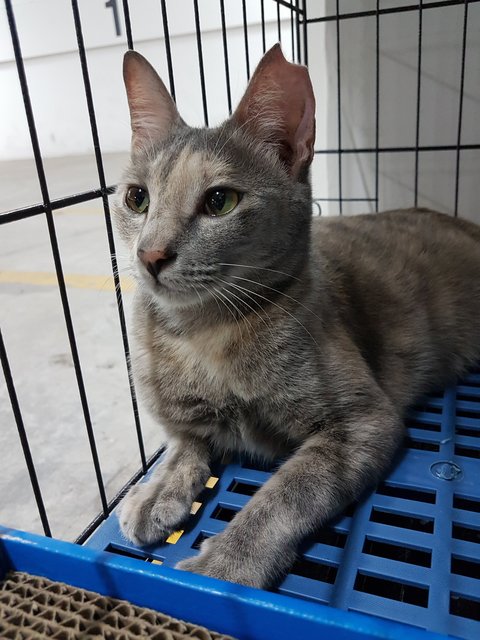 Lady Grey - Domestic Short Hair Cat