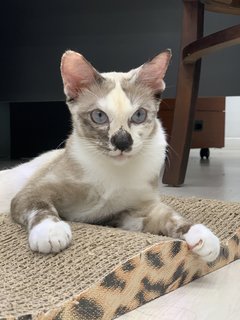 Mia - Domestic Short Hair + Oriental Short Hair Cat