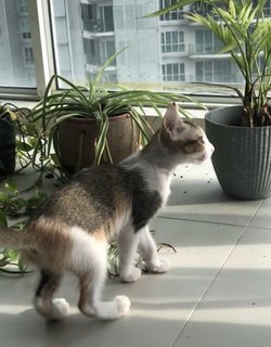 Izzy - Calico + Domestic Short Hair Cat