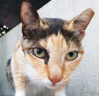 Lulu - Domestic Short Hair + Calico Cat