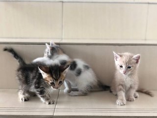 Niko, Luna & Bino - Domestic Short Hair Cat
