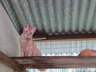 Cuties❤️ - Domestic Short Hair Cat