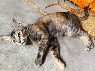 Bimbi - Domestic Short Hair Cat