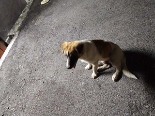 Milo Susu - Mixed Breed Dog