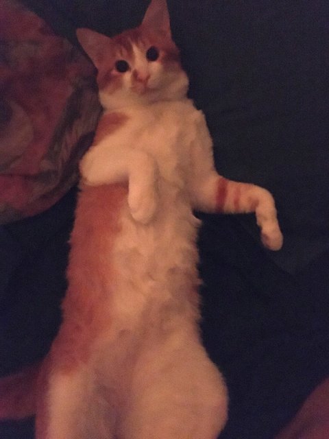 Bobby - Tabby Cat