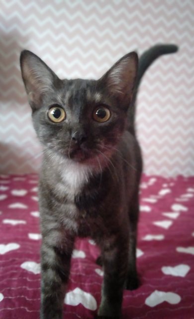 Shadow🥨 - British Shorthair + Domestic Medium Hair Cat