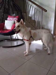 Marco Boy - Husky Mix Dog