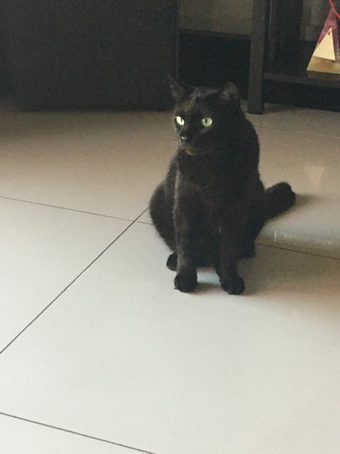 Charcoal  - Domestic Medium Hair Cat