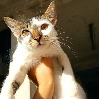 Nakal - Domestic Medium Hair Cat