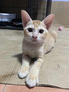 Jimmie - Domestic Short Hair Cat