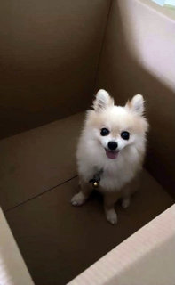 Broo - Pomeranian + Chihuahua Dog