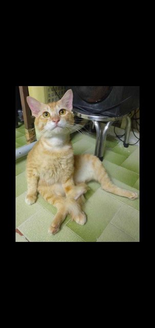 Cheddar Gorgeous  - Tabby Cat