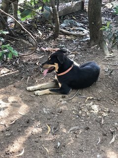 Jackson  - Mixed Breed Dog