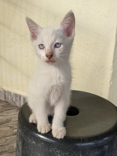 Dubu - Domestic Medium Hair Cat