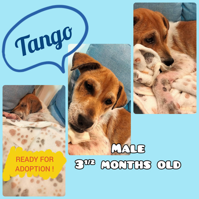 Tango - Mixed Breed Dog