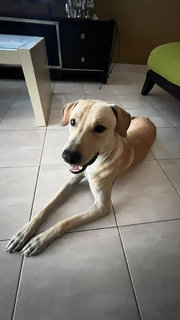 Leone - Mixed Breed Dog