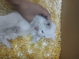 Mayyo - Domestic Medium Hair Cat