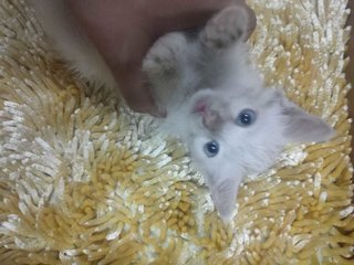 Mayyo - Domestic Medium Hair Cat