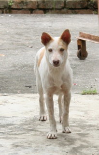 Young Female Malaysian Jungle Dog - Mixed Breed Dog