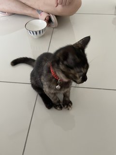 Chanel - Domestic Short Hair + Tortoiseshell Cat