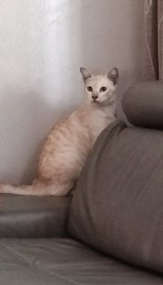 Angel - Domestic Short Hair Cat