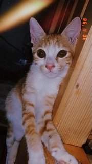 Kitties - Domestic Short Hair Cat