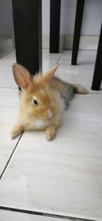 Chola - Bunny Rabbit Rabbit