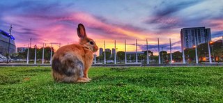 Chola - Bunny Rabbit Rabbit