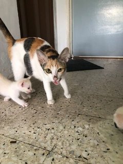 Orange, Mochi & White - Domestic Short Hair Cat