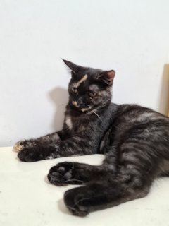 Luna - Maine Coon + Scottish Fold Cat