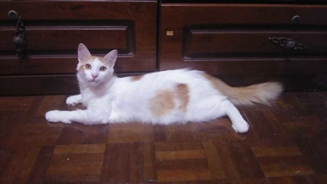 Tiger - Domestic Medium Hair + Ragdoll Cat