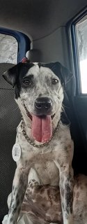 Meloni (Help Me I'm Going To Paws) - Mixed Breed Dog