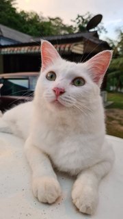 Embun - Domestic Medium Hair Cat