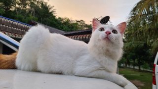 Embun - Domestic Medium Hair Cat