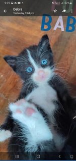 Wellington (Blue Eyed Playful Boy Baby) - Domestic Short Hair Cat