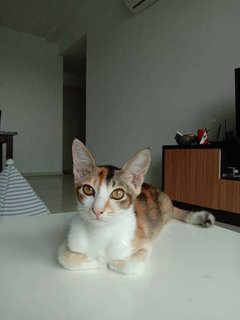 Coco 🎀 - Domestic Short Hair Cat