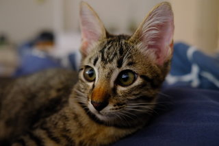 Gizmo - Domestic Short Hair Cat